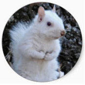 Dianne Benair's photo