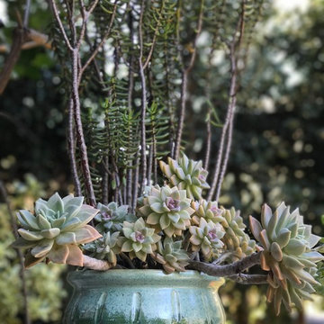 Potted Plants