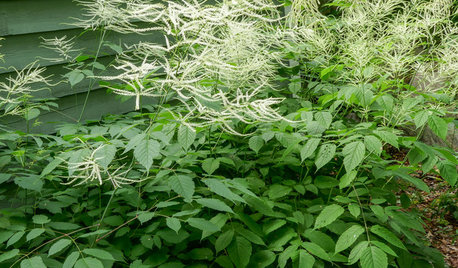 Aruncus Dioicus Is a Stately Plant for Shady, Moist Garden Spots