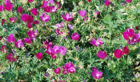 Central Plains Native Plants Tips From The Experts