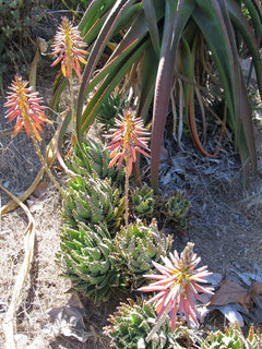 Aloe distans vs. A. nobilis vs. A. brevifolia | Houzz Forum