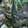 Is this lizard with turquoise markings a Texas Spiny Lizard?