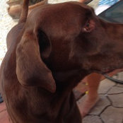 Photo de 2dogs00