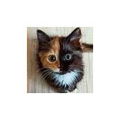 Vicky Totino's photo