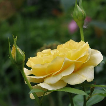 Garden Walks