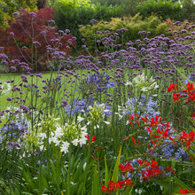 Garden Ideas