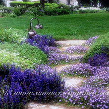 stepping stones