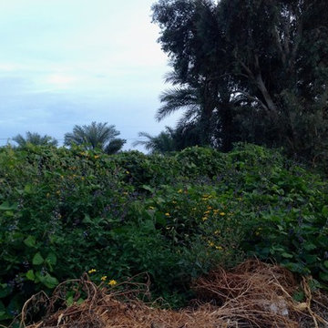 October-Jicama & Jerusalem Artichoke