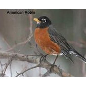 Robin John's photo