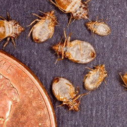 Complete Pest Control Services - Products