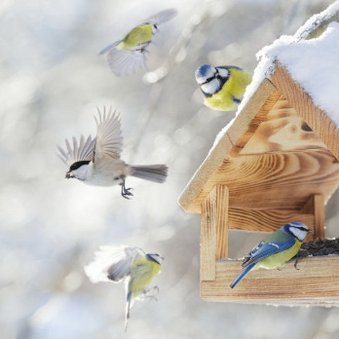 Bird Feeder with flocking birds