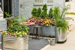 Grow arborvitae in a planter? | Houzz Forum