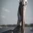 Bob The Pelican Colorized Shore Bird Wildlife Photo Unframed Wall Art Print, 11"