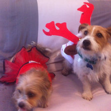 dogs