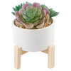 4" Succulents Mix In Pot W/ Stand