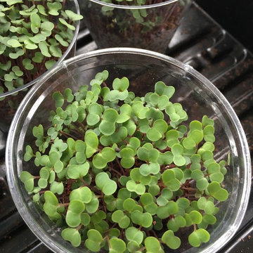 Microgreens operations