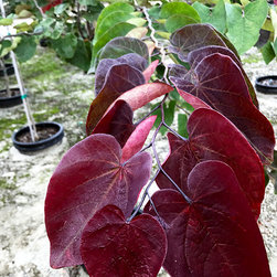 Current Featured Plants - Products