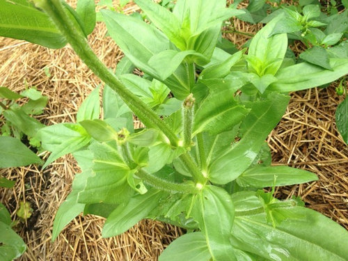 What Animals Eat Zinnias?