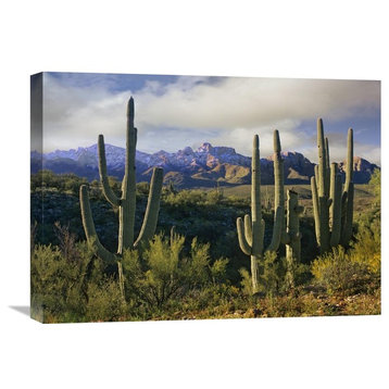 "Saguaro Cacti And Santa Catalina Mountains, Arizona" Artwork, 24" x 18"