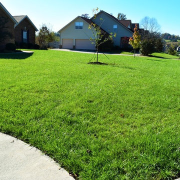 Lawn Restoration and Grass In Problem Areas