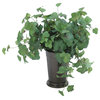 Hedera Ivy in Mint Julep Vase