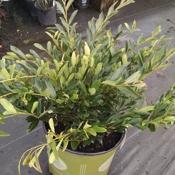 Shrubs