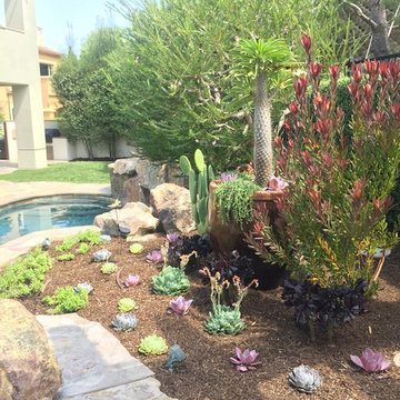 Bromeliad Corner