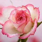 Brenda Booker's photo