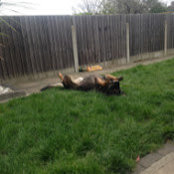 Neo GSD's photo