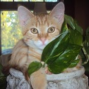 Cheryl Green's photo