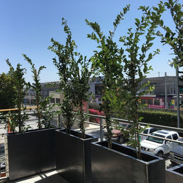 Office Balcony Install (AFTER PLANTING)