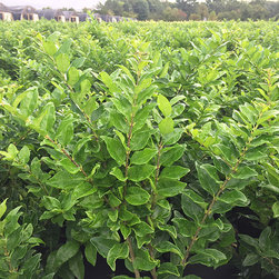 Current Featured Plants - Products