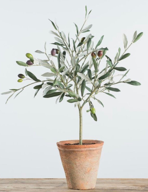 Plants like olive tree?