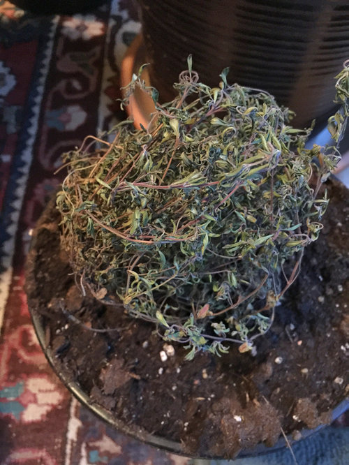 I need advice on how to revive a Thyme plant.