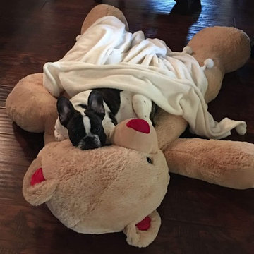 Pet Friendly Flooring by Vineyard Floors