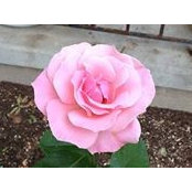 Judy Hewitt Emrich's photo