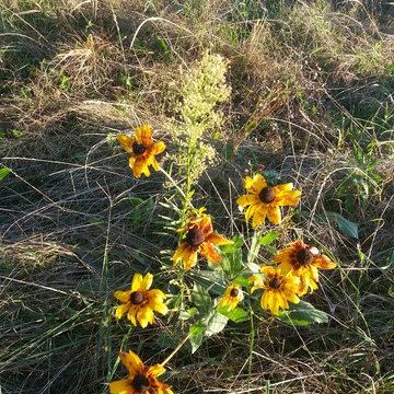 prairie windbreak establishment