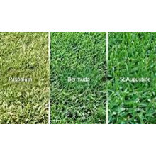 grass