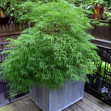 Greenwich Village Backyard