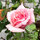 webuser_736506596