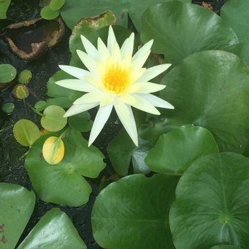 Custom Ponds