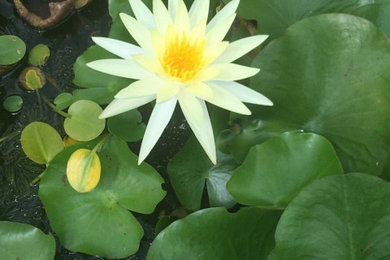 Photo of a landscaping in Miami.