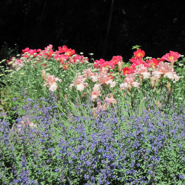 A colorful part of the June border