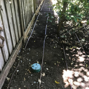 California Native Backyard Renovation