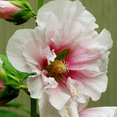 Hollyhock Interiors's profile photo