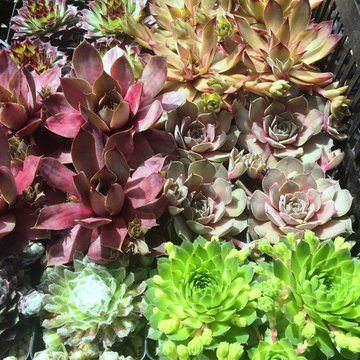 Perennial Plants & Perennial Gardens