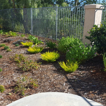 Scripps Ranch Lawn Replacement