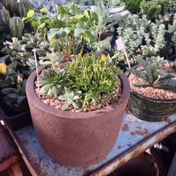 Succulent arrangements - Products