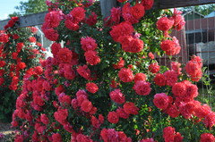 Disease Resistant Coral Rose