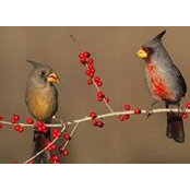 Audrey Raesz's photo